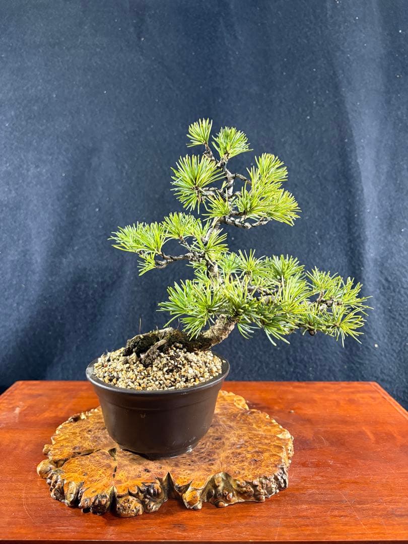 小品盆栽、赤石五葉松、懸崖模様木 目立った傷や汚れなし