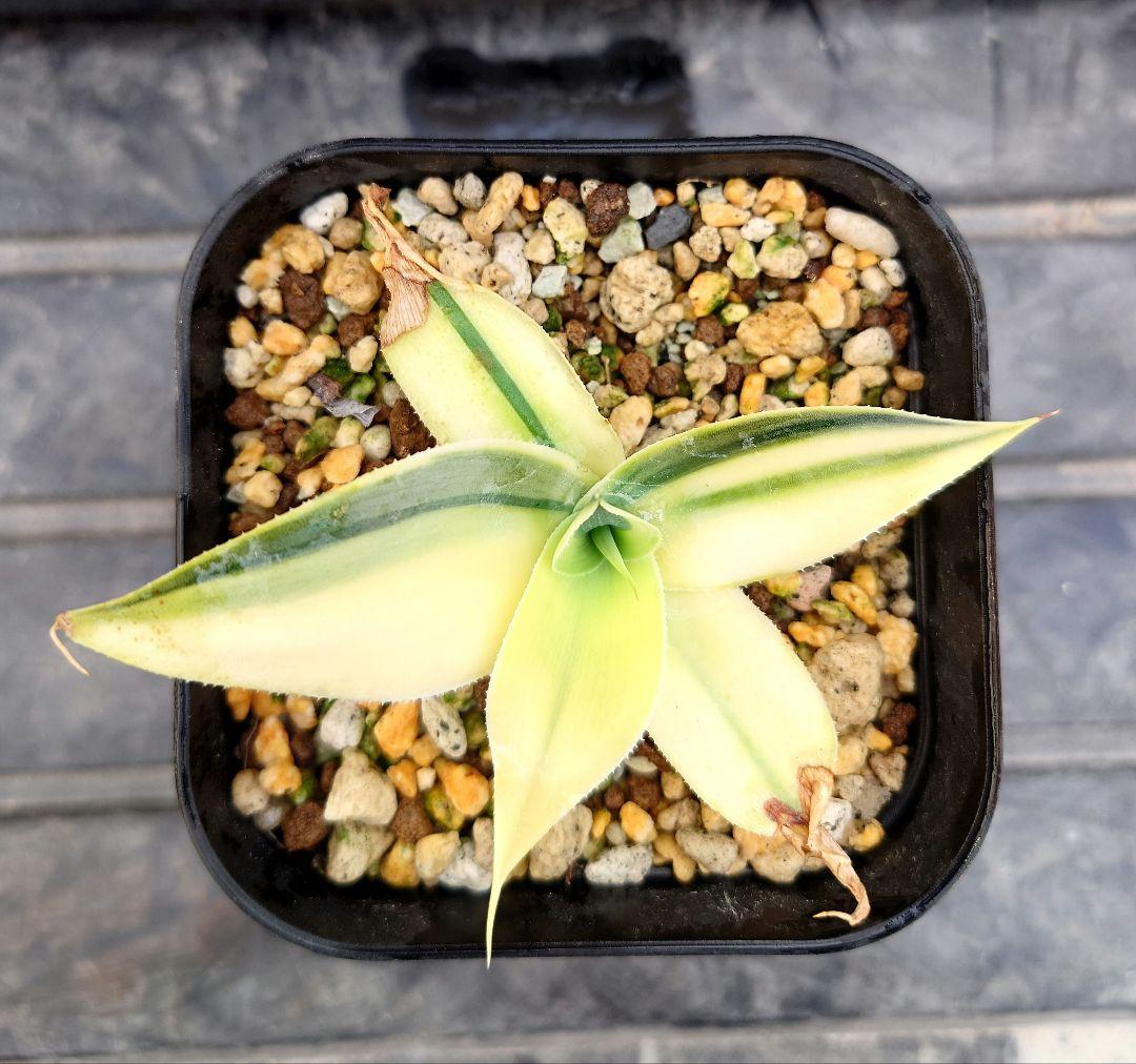 05 アガベ　ブルーフレイム　ブルーフレーム　ハーフムーン　変わり斑　翡翠盤