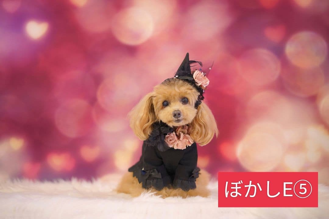 背景布ハロウィン　ペット撮影用フォトブース　業務用トリミングチョーカー販売中