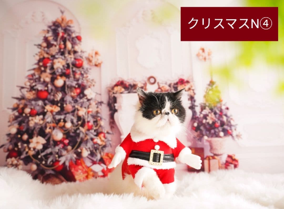 背景布ハロウィン　ペット撮影用フォトブース　業務用トリミングチョーカー販売中