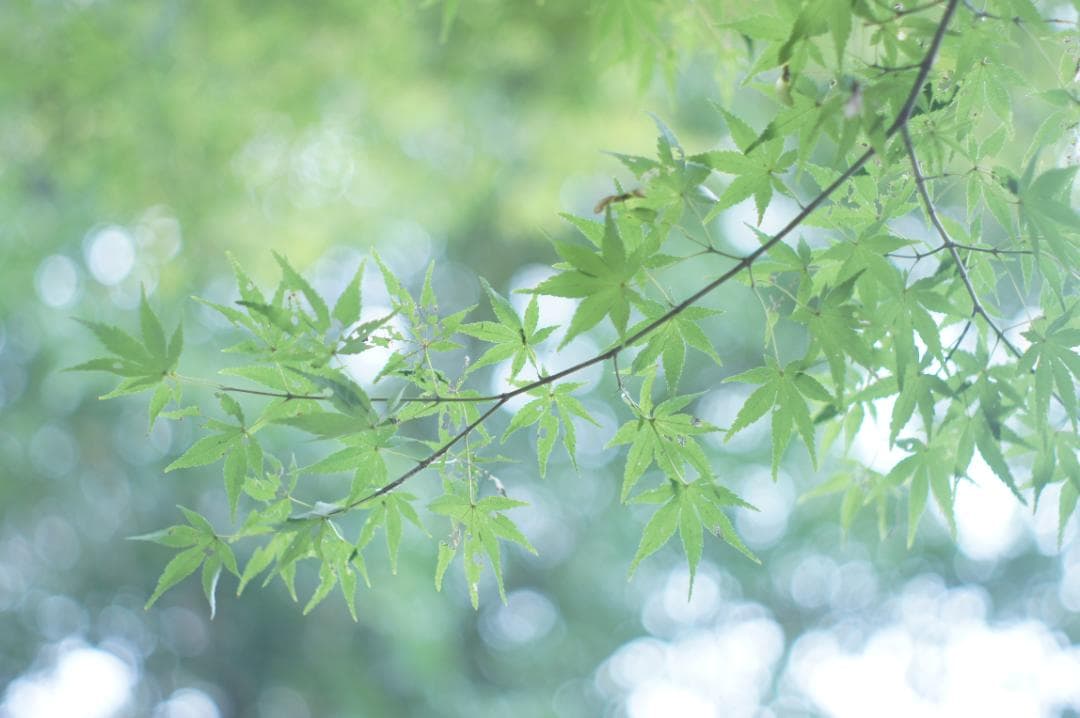 【富岡光学 ヤシカ】 Auto Yashinon-DX 50mm F2