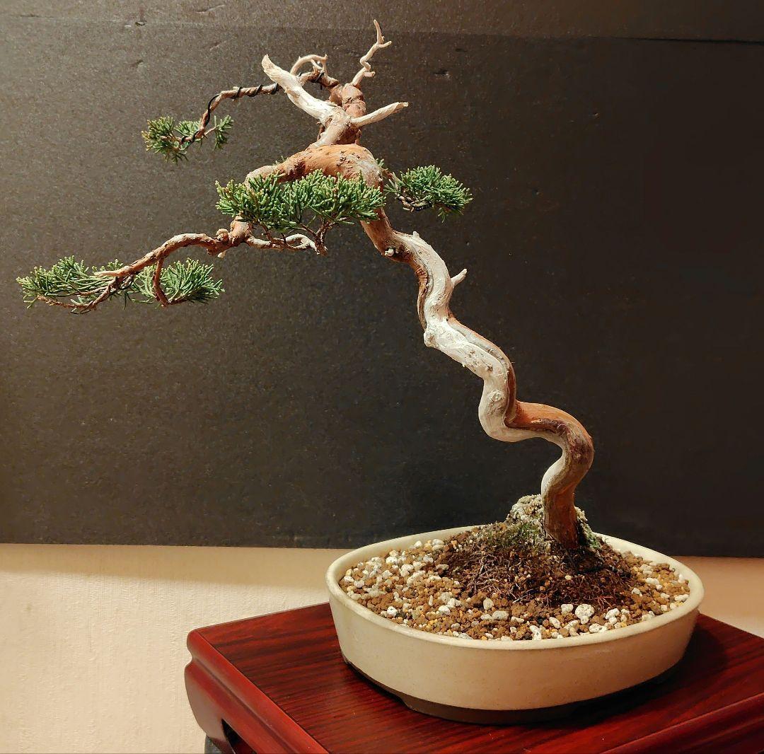 真柏盆栽！