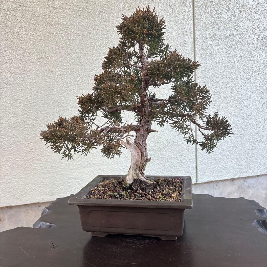 盆栽　真柏