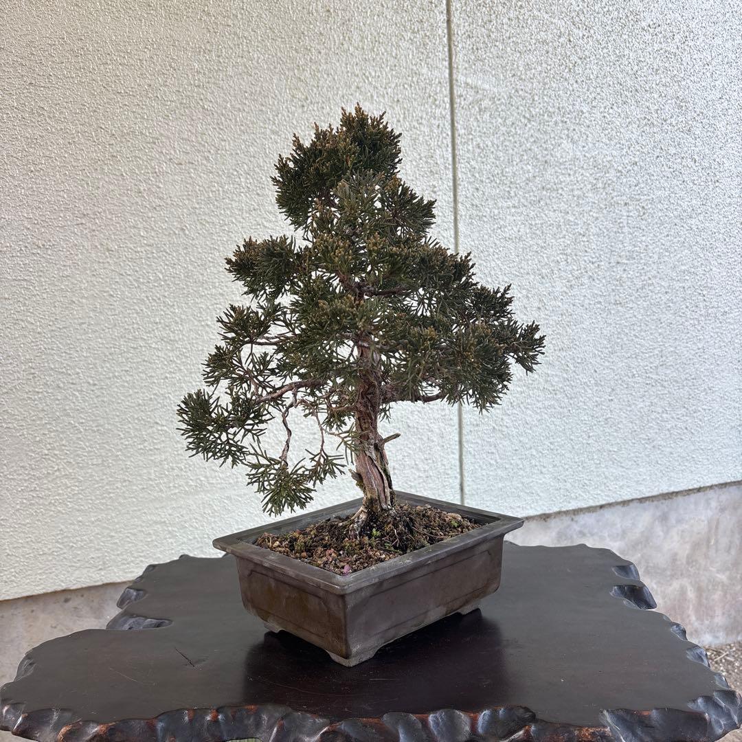 盆栽　真柏