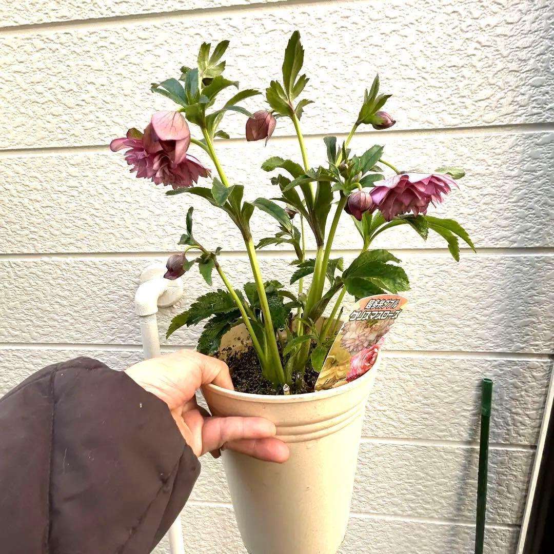 超多弁　クリスマスローズ　花2 つぼみ13 75番