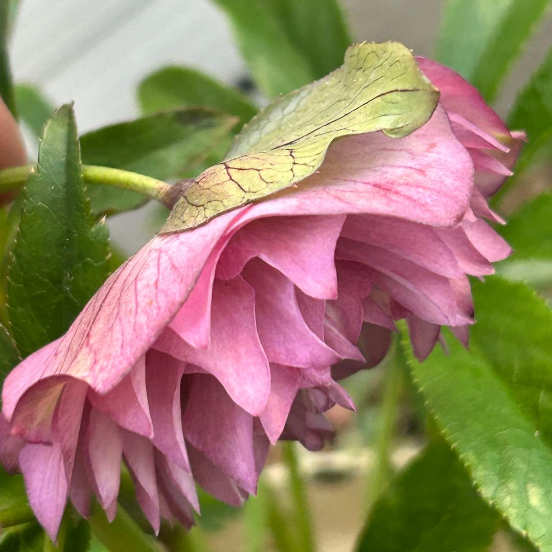 超多弁　クリスマスローズ　花2 つぼみ13 75番