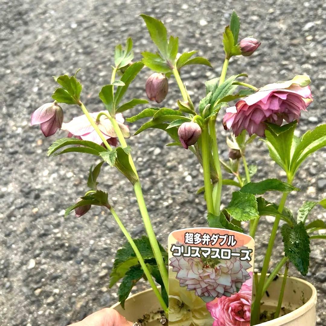 超多弁　クリスマスローズ　花2 つぼみ13 75番