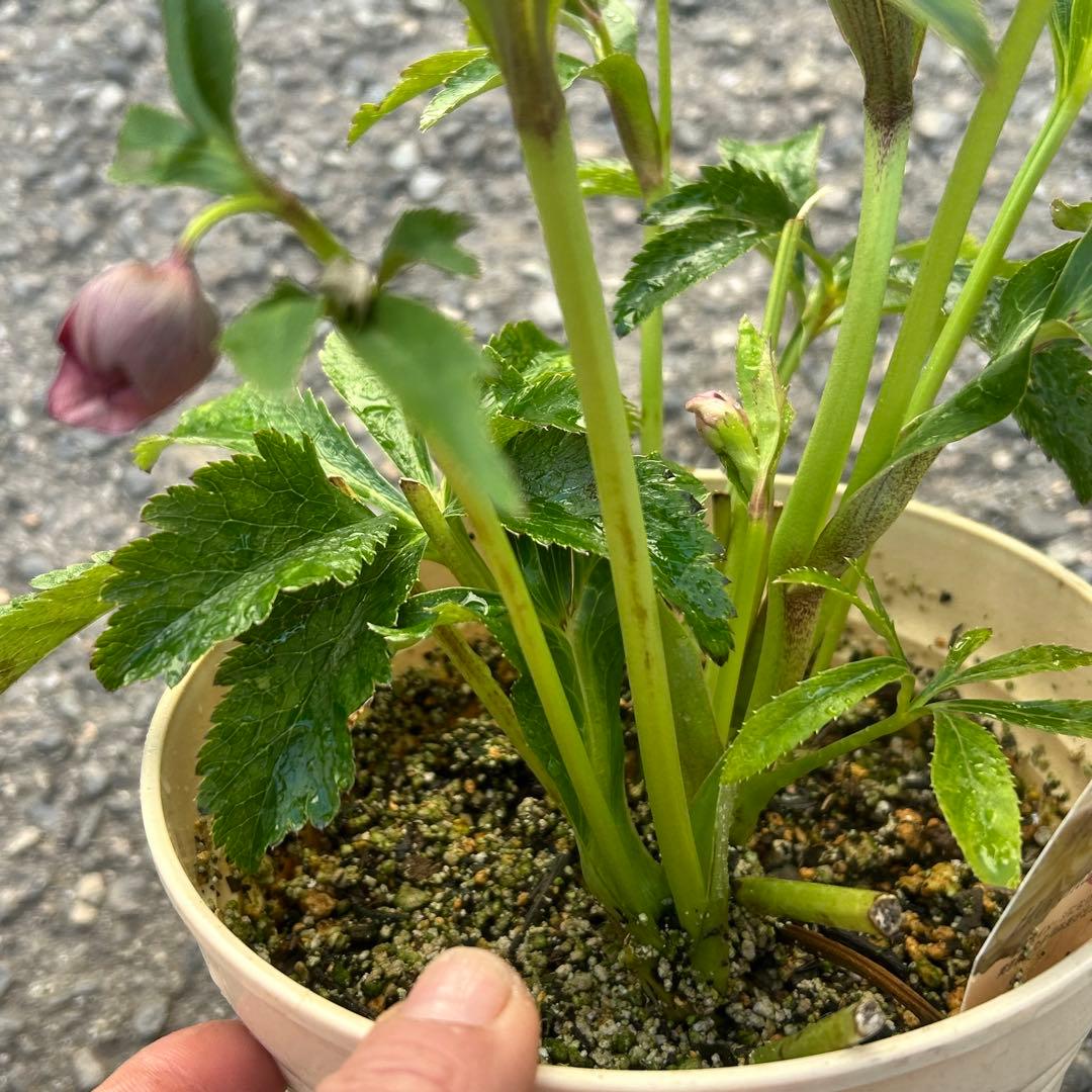 超多弁　クリスマスローズ　花2 つぼみ13 75番