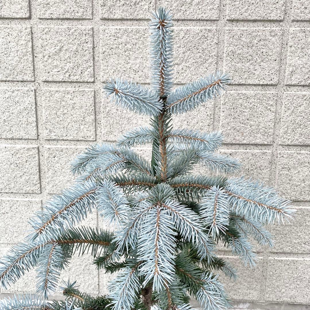 プンゲンストウヒ　　ホプシー