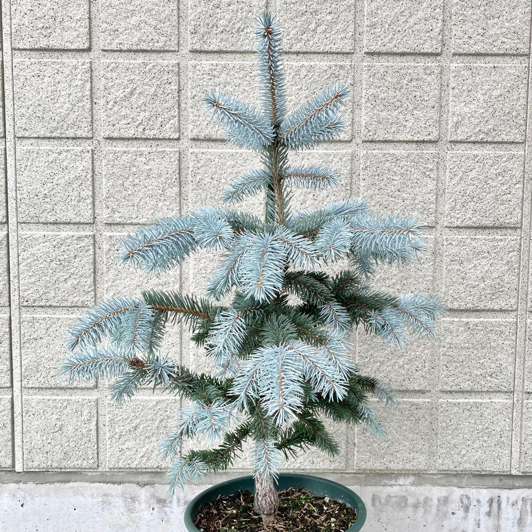 プンゲンストウヒ　　ホプシー