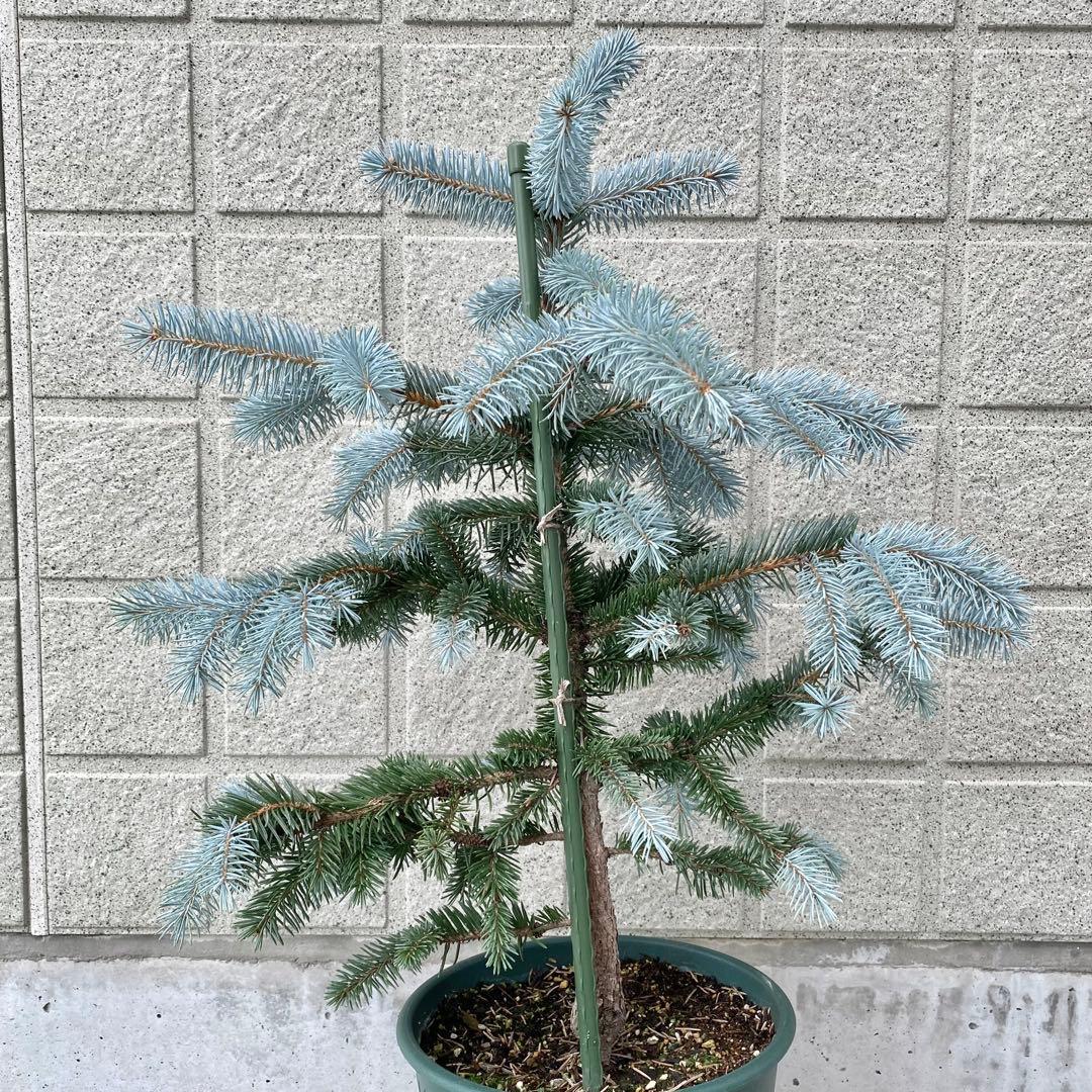 プンゲンストウヒ　　ホプシー