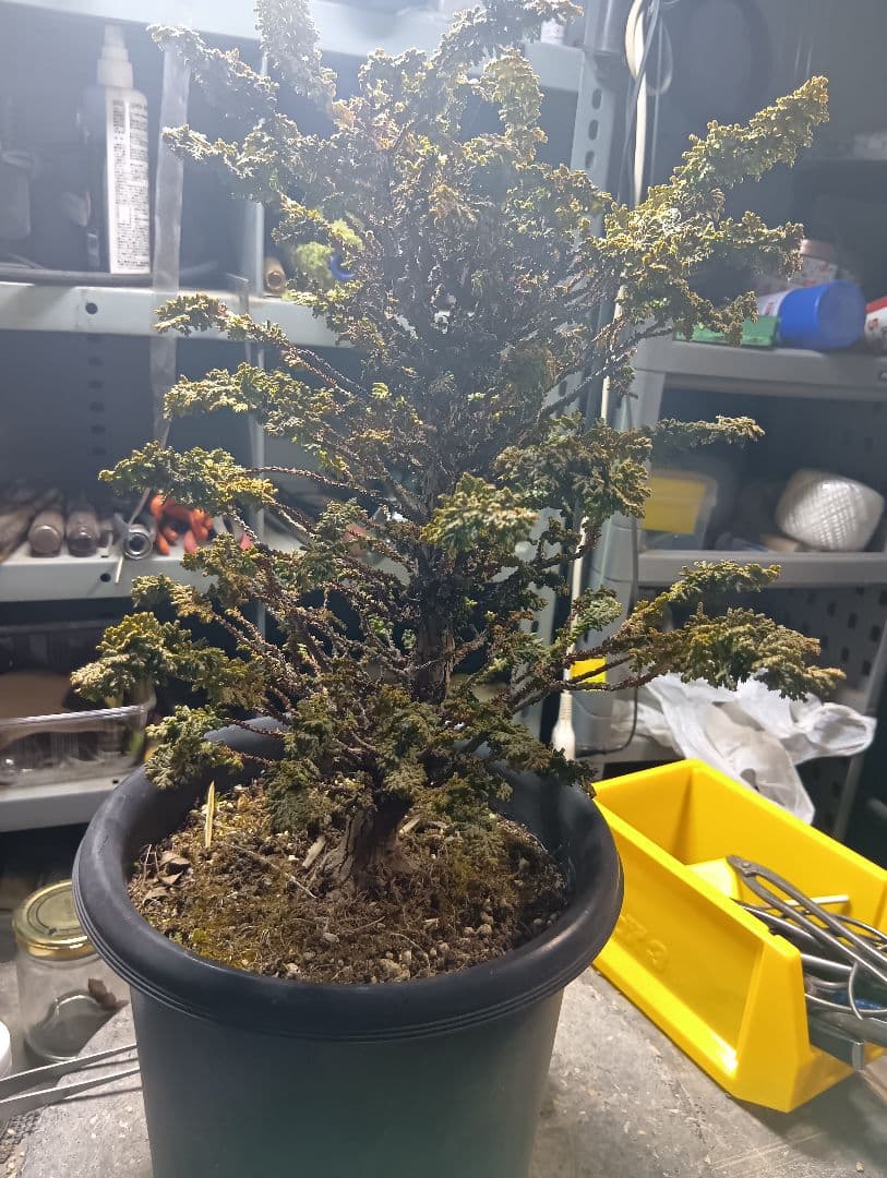 石化ヒノキ（かなり年数持ち込み古い）