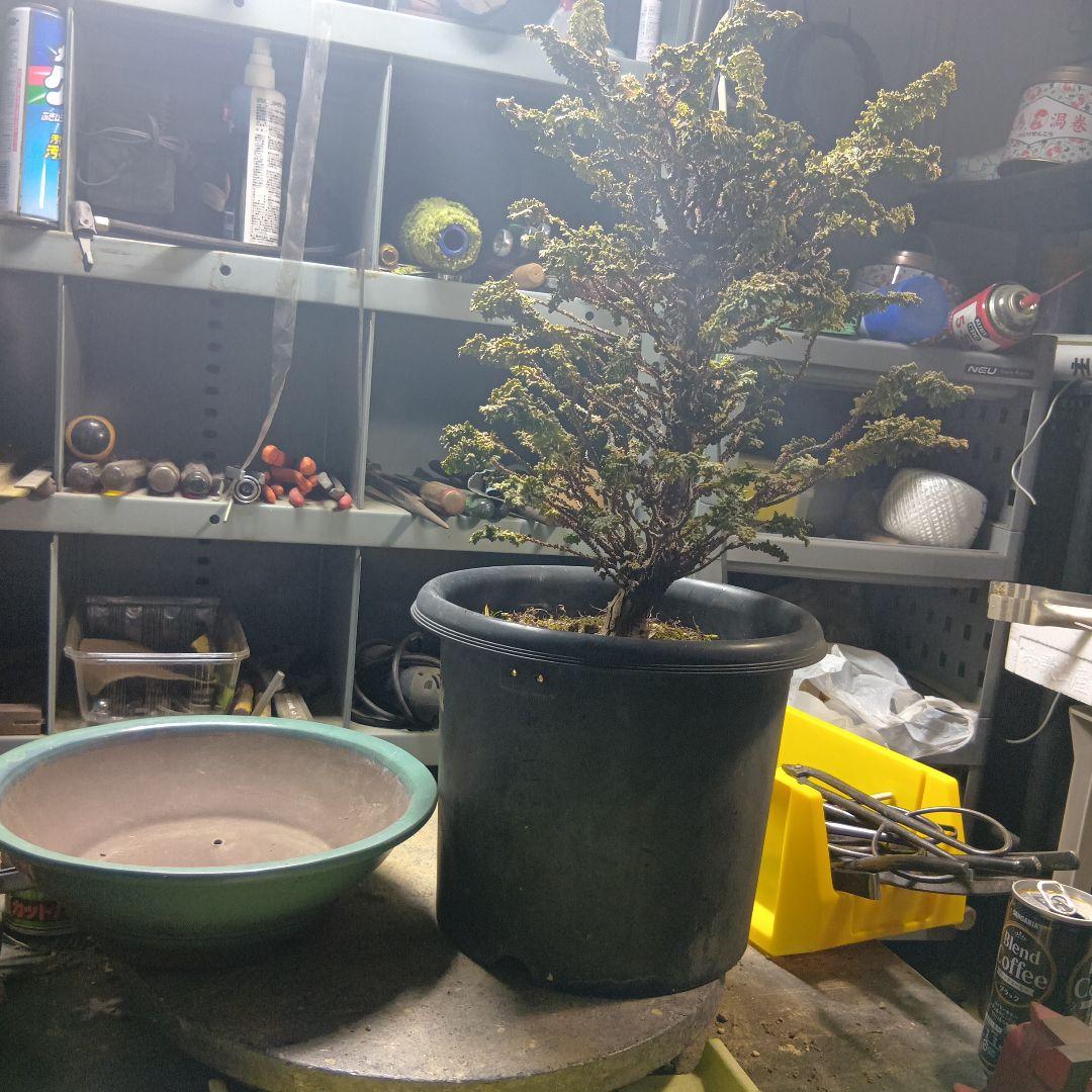 石化ヒノキ（かなり年数持ち込み古い）