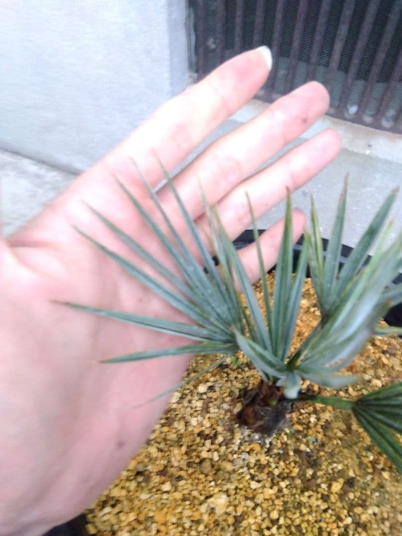 ブラヘアアルマータ　9号鉢つき　超短葉❗　⑤