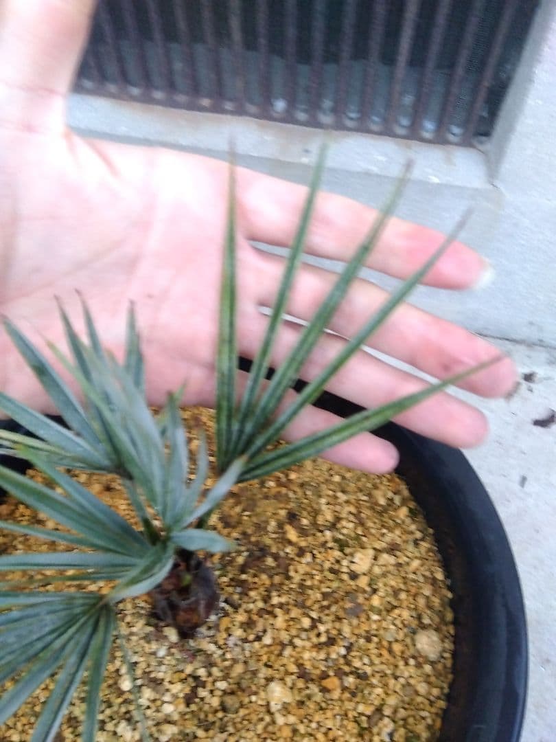 ブラヘアアルマータ　9号鉢つき　超短葉❗　⑤