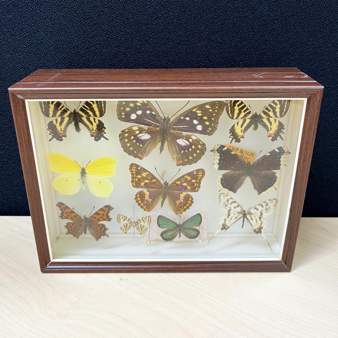 蝶 標本 昆虫 10枚 日本産蝶類標本 オオムラサキ ギフチョウ×2 他 国産