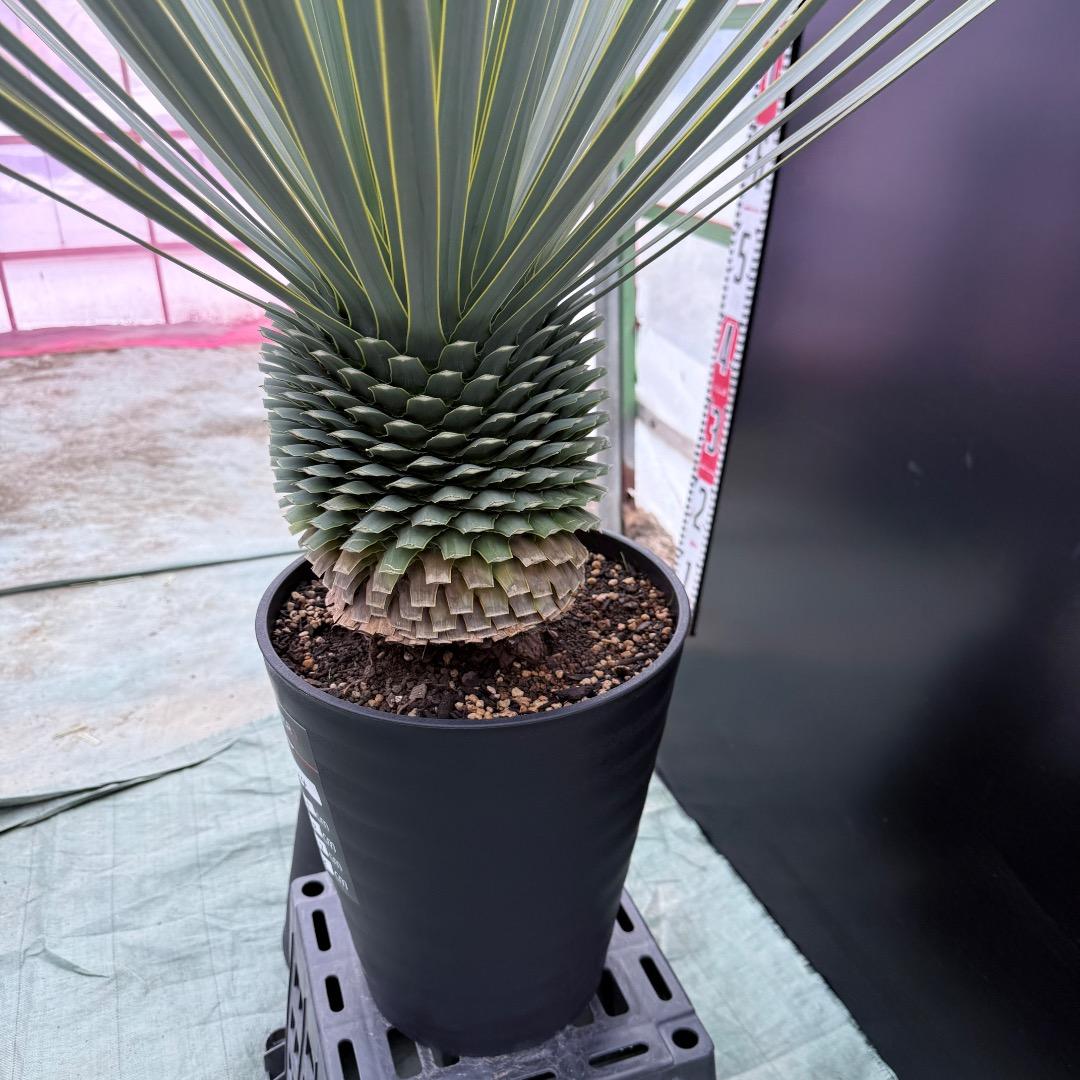 【AL1024】ユッカ　ロストラータ