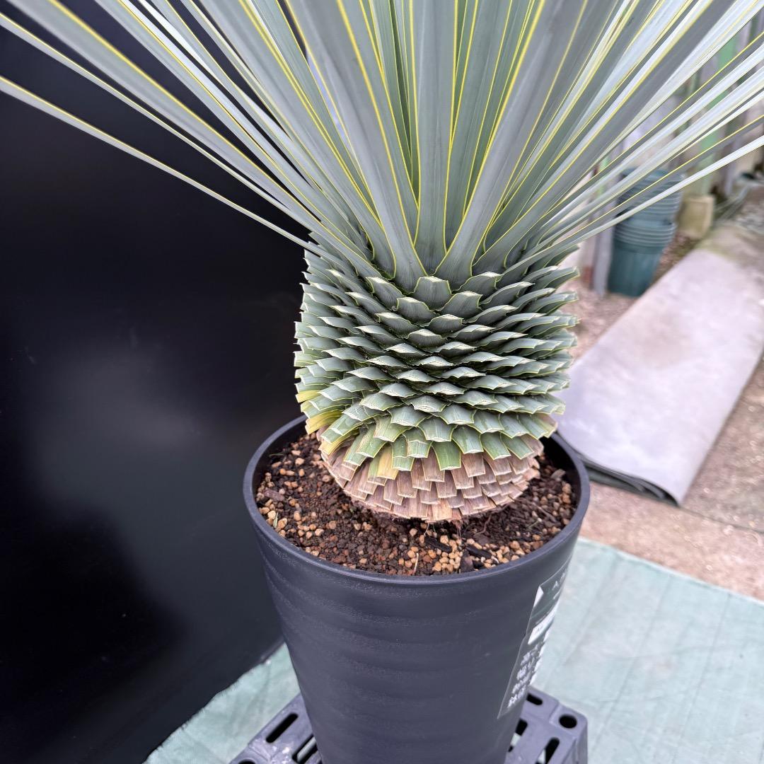 【AL1024】ユッカ　ロストラータ