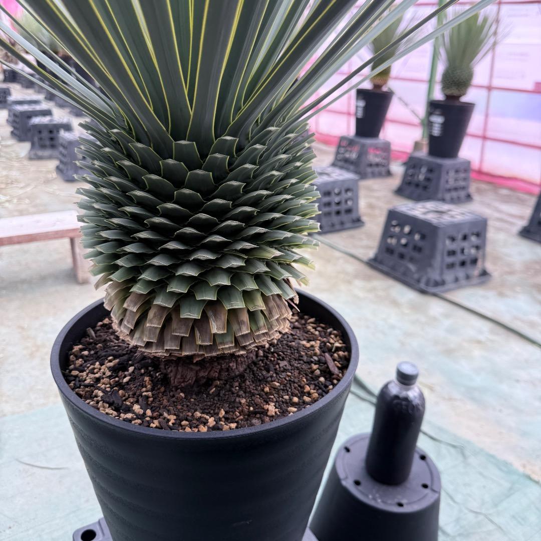 【AL1024】ユッカ　ロストラータ