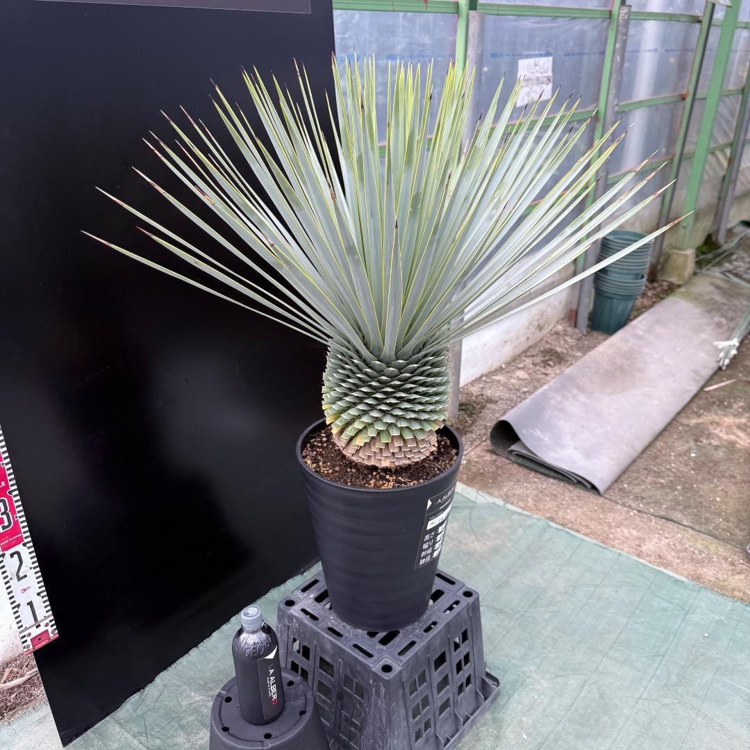 【AL1024】ユッカ　ロストラータ