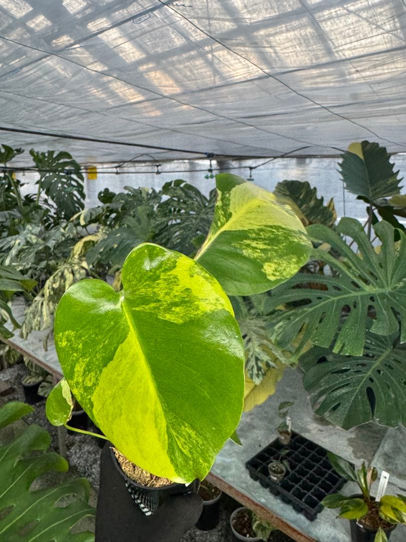 m*i様 K1モンステラ　イエローマリリン　黄斑入り