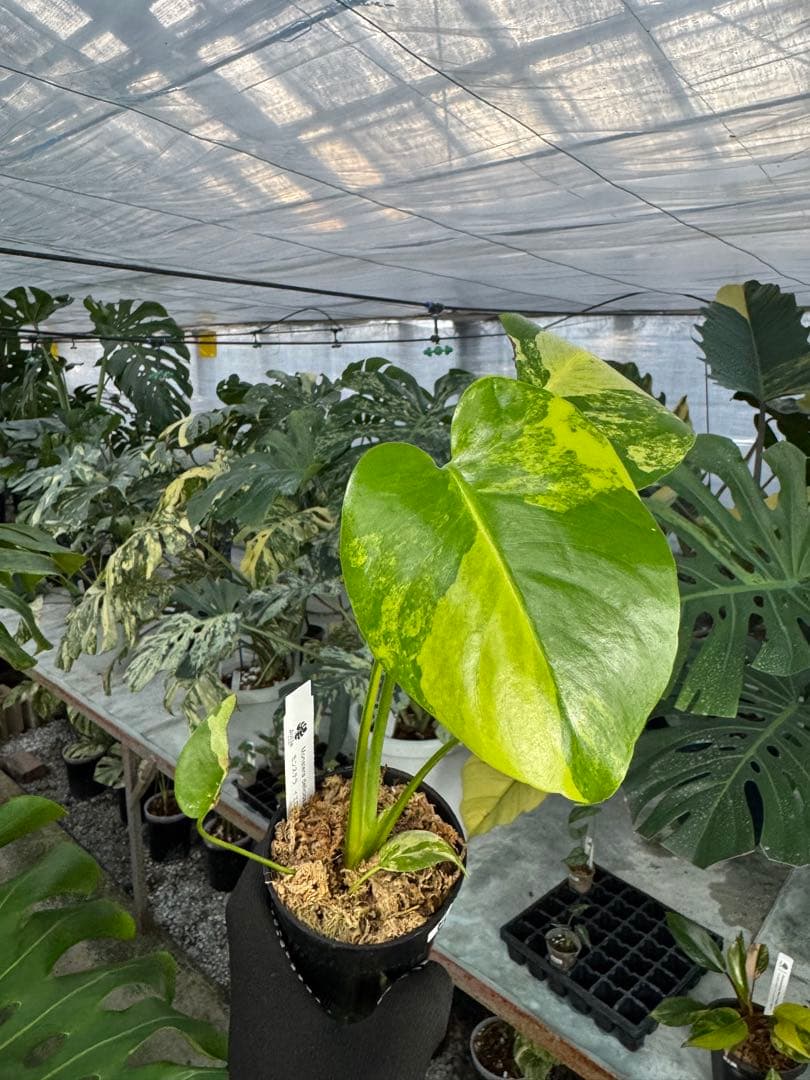m*i様 K1モンステラ　イエローマリリン　黄斑入り