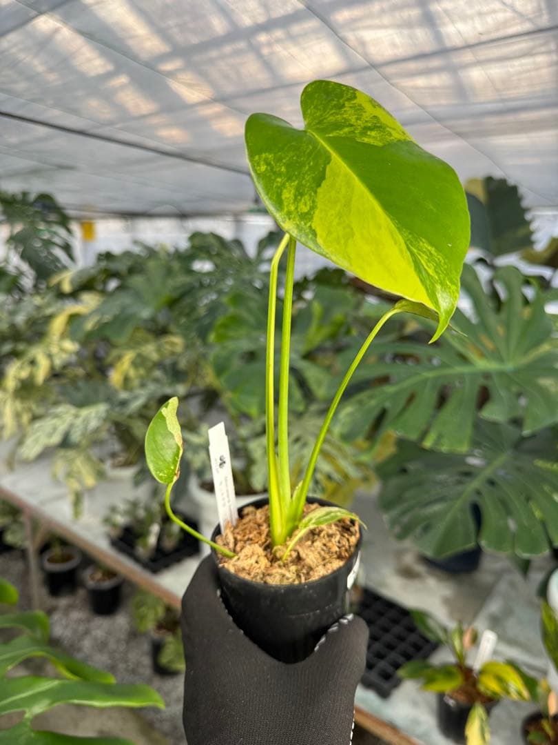 m*i様 K1モンステラ　イエローマリリン　黄斑入り