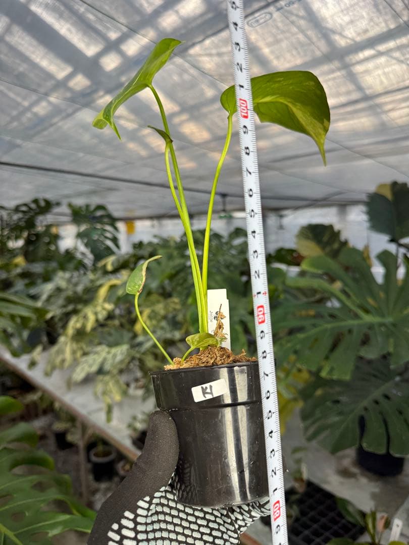 m*i様 K1モンステラ　イエローマリリン　黄斑入り