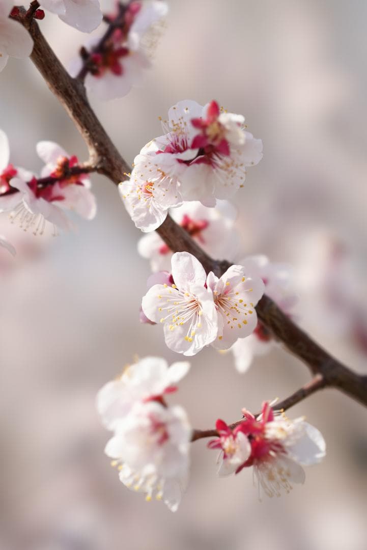 taishi様魔法のボケレンズ！SONY FE100mm F2.8 STF GM