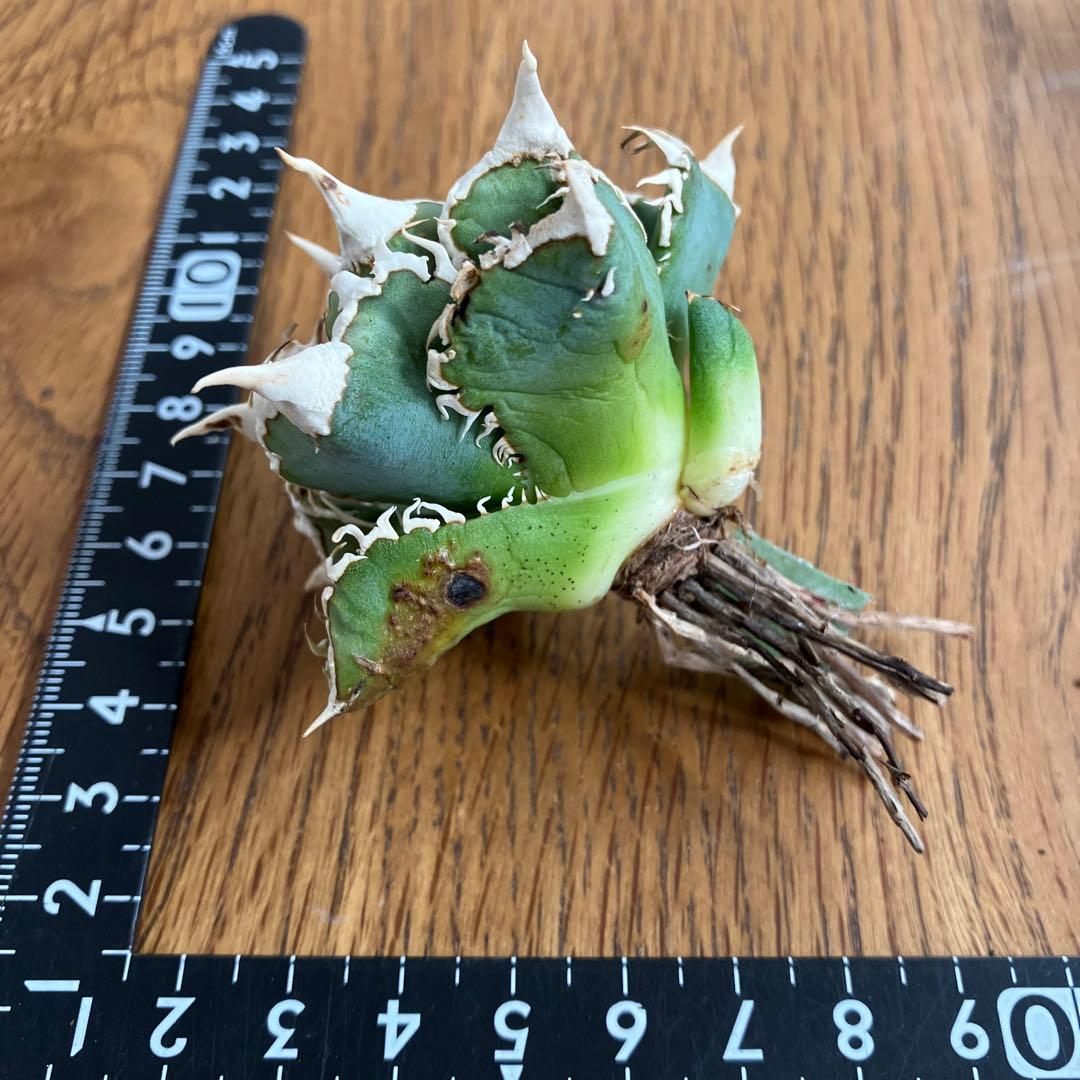 H*C様 【オークション】②選抜　太棘　子株付き　アガべ　チタノタ　白豪刺　TC