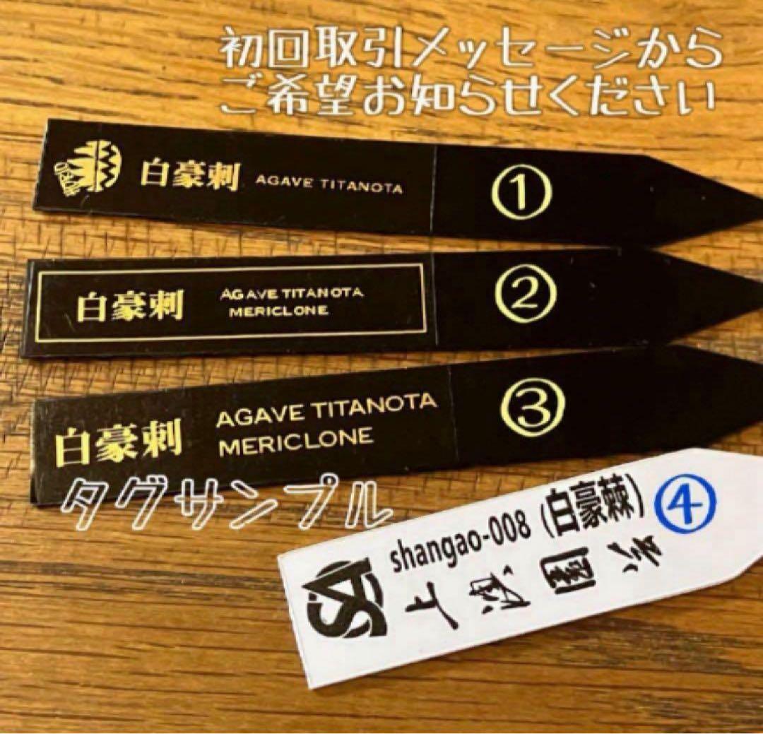 H*C様 【オークション】②選抜　太棘　子株付き　アガべ　チタノタ　白豪刺　TC