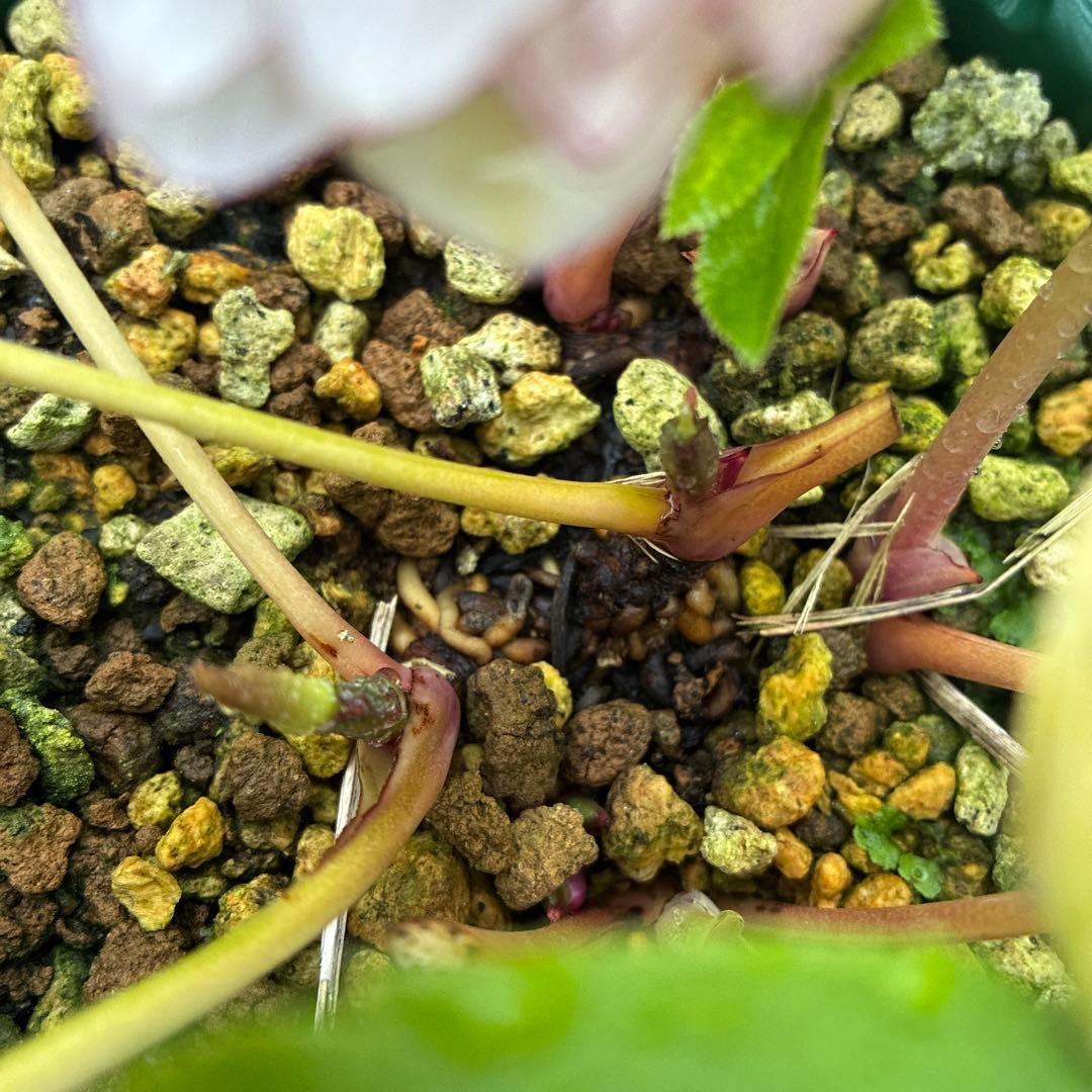 フラメンコママさん専用　2点