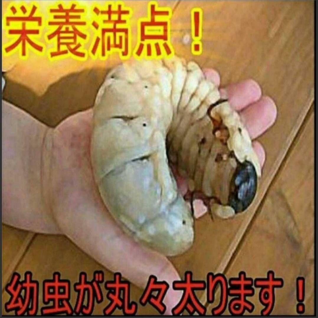 大量飼育に！【300リットル】良質☆発酵カブトムシマット☆幼虫が丸々太ります！