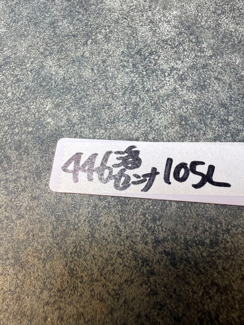 センナ　メリディオナリス　海外実生　発根済み　446