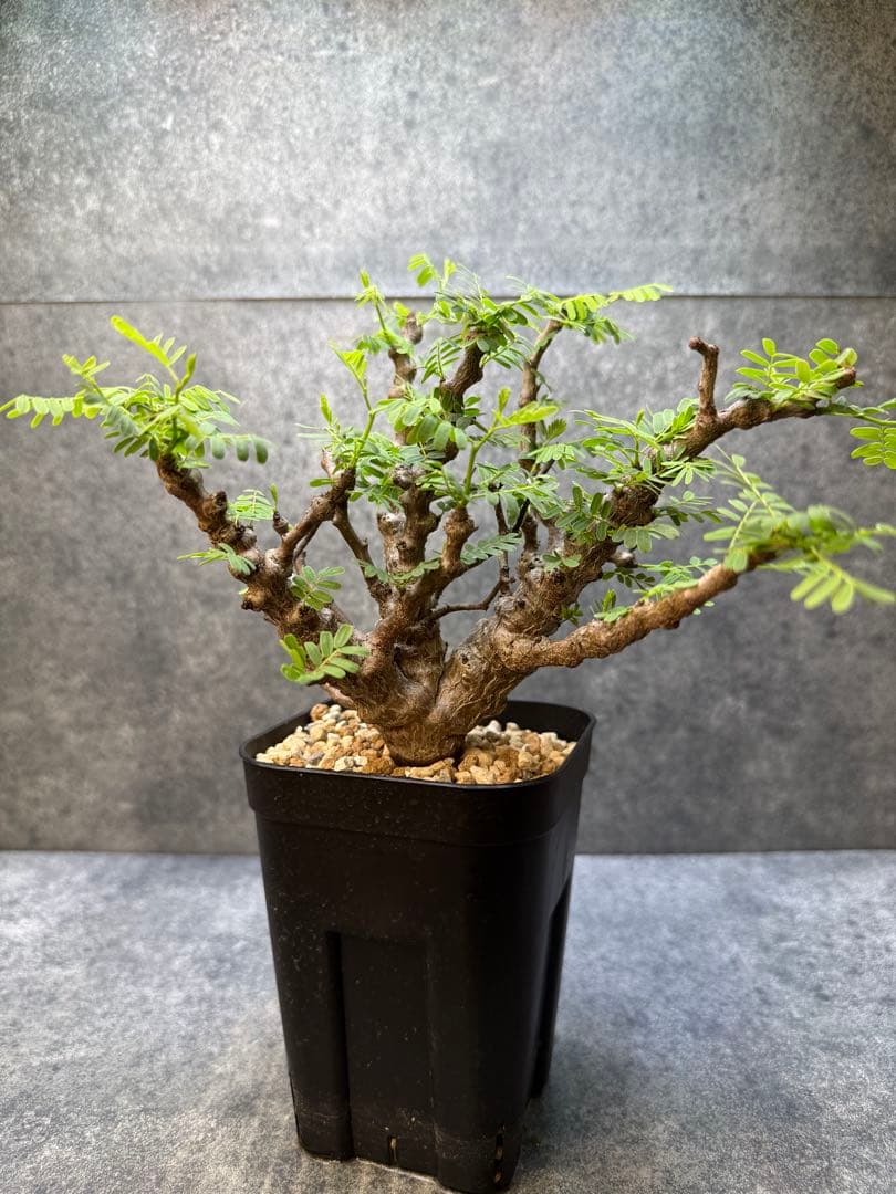 センナ　メリディオナリス　海外実生　発根済み　446