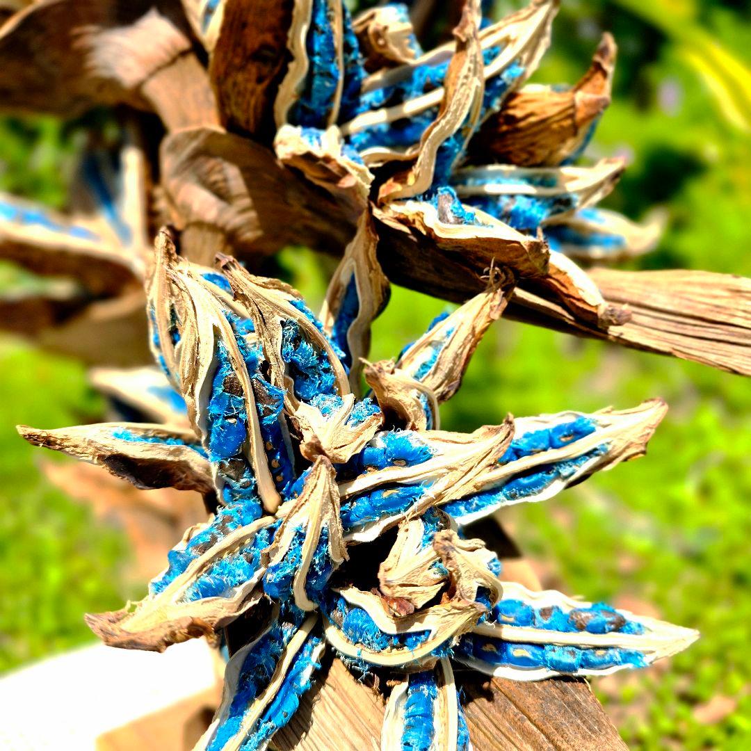 旅人の木 タビビトノキ 石垣島産 送料込み