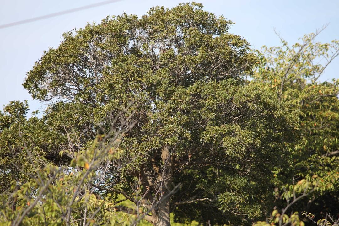 レンズ(単焦点) Carl Zeiss Sonnar 180mm f/2.8 #7600