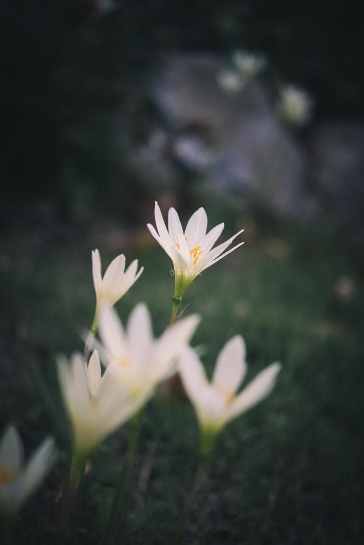 美品！赤エルマー！Red Scale Elmar 50mm オールドレンズ