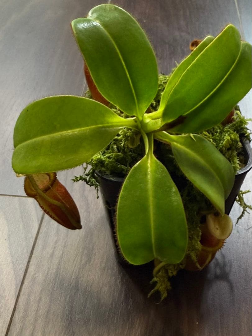食虫植物N. villosa Kinabalu WP (ネペンテス　ビロサ)
