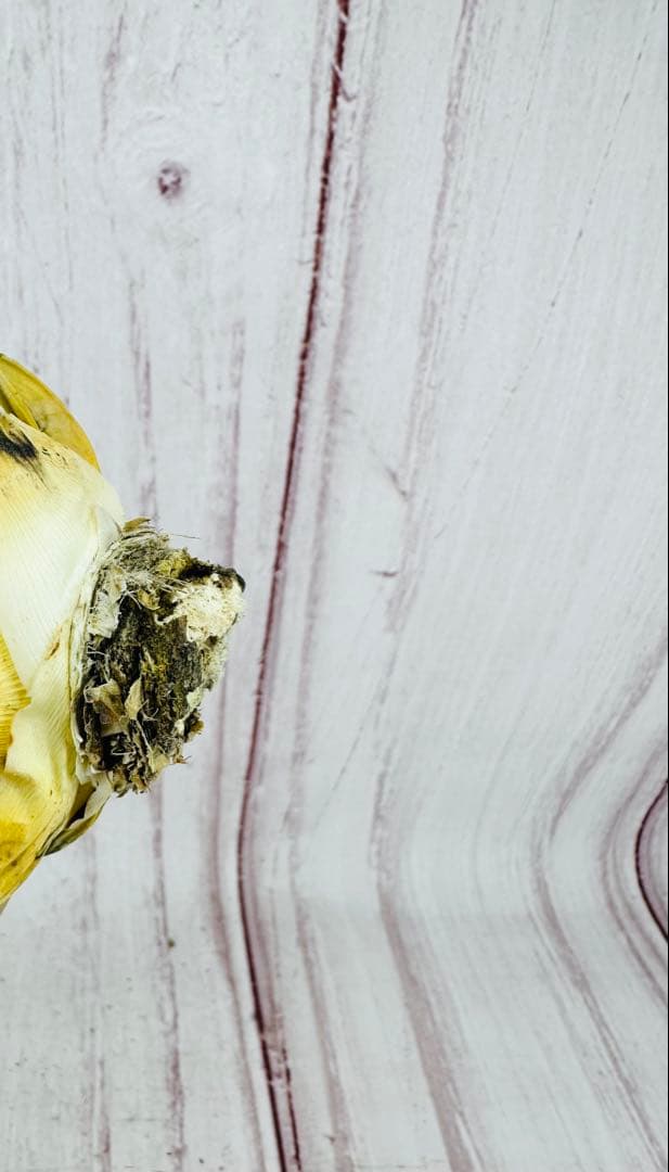 ⑦ アガベ ユタエンシス エボリスピナ 陽炎