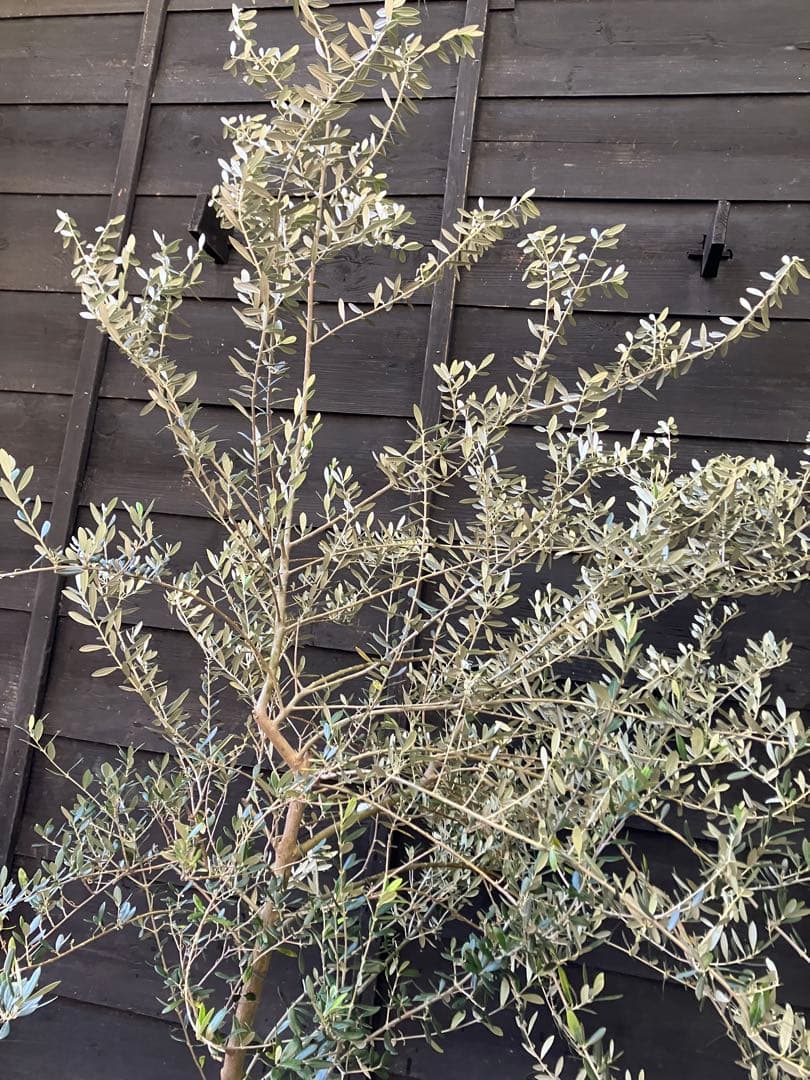 希少　オリーブの木　カリフォルニアクイーン