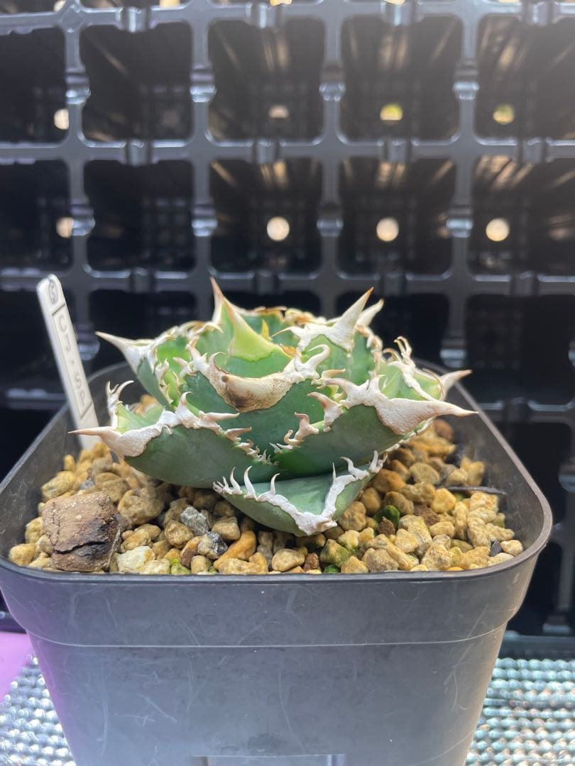 TAKENOKO SHOP アガベチタノタホオジロザメCJスペシャル ⑤