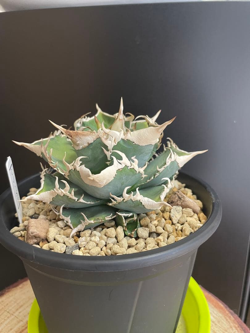 TAKENOKO SHOP アガベチタノタホオジロザメCJスペシャル ⑤