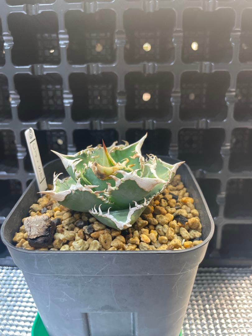 TAKENOKO SHOP アガベチタノタホオジロザメCJスペシャル ⑤