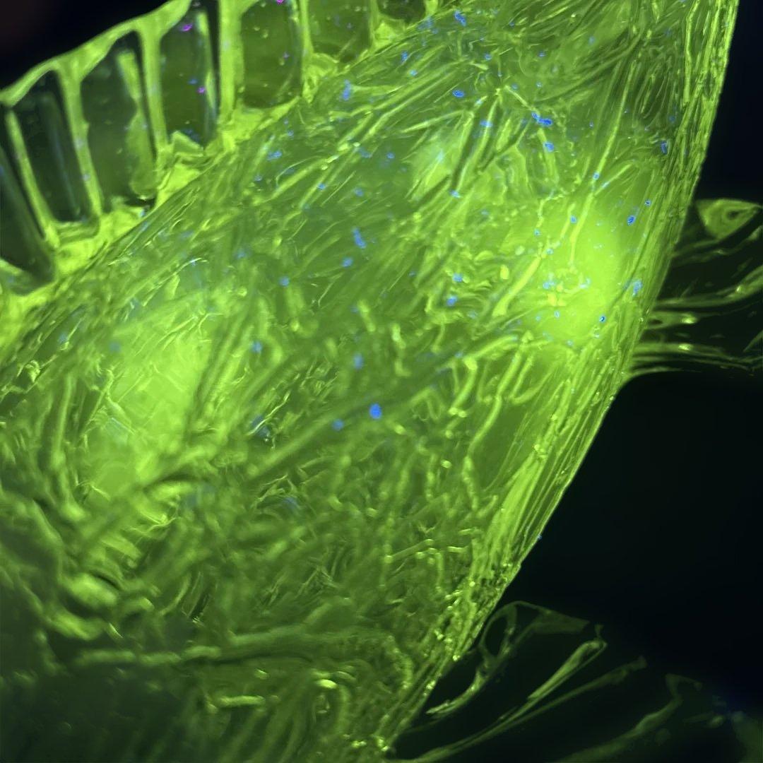 【ともたん⭐️大正ガラス・和ガラス】美品✴︎鯉の掛け花瓶　ウランガラス