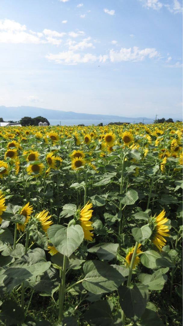 Canon IXY650 メーカー保証あり