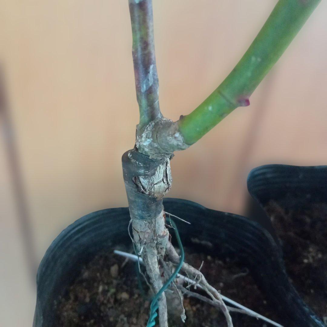 かおりんご様 確認用