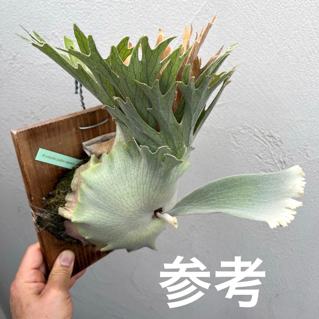 ビカクシダ　ペドロタツタ　コルク付け