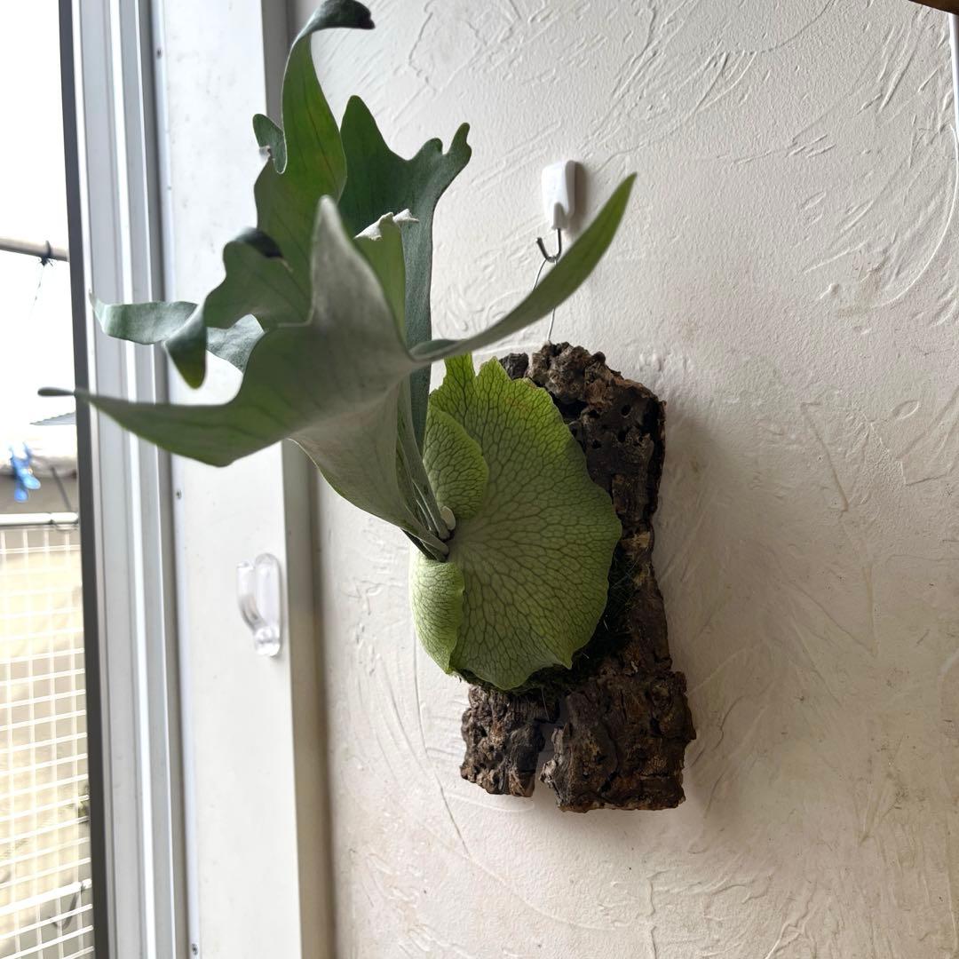 ビカクシダ　ペドロタツタ　コルク付け