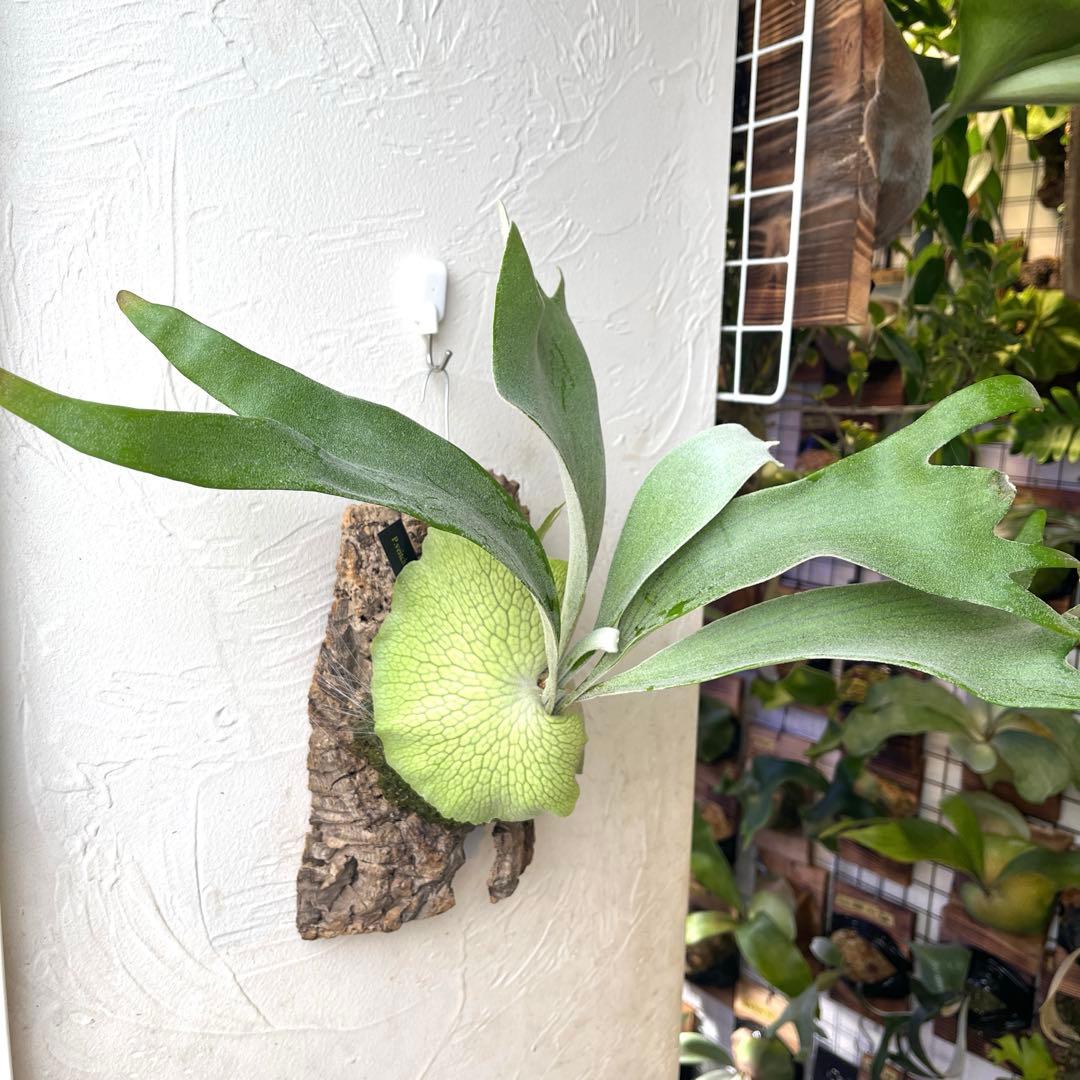 ビカクシダ　ペドロタツタ　コルク付け